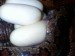 (49)vajíčka 